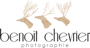 Photographe Mariage Vendee