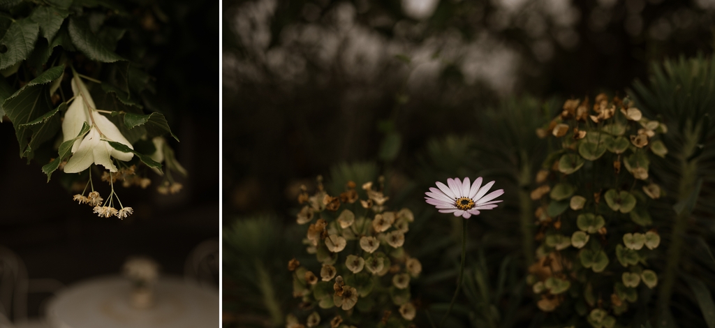 fleur plantes tilleul marguerite