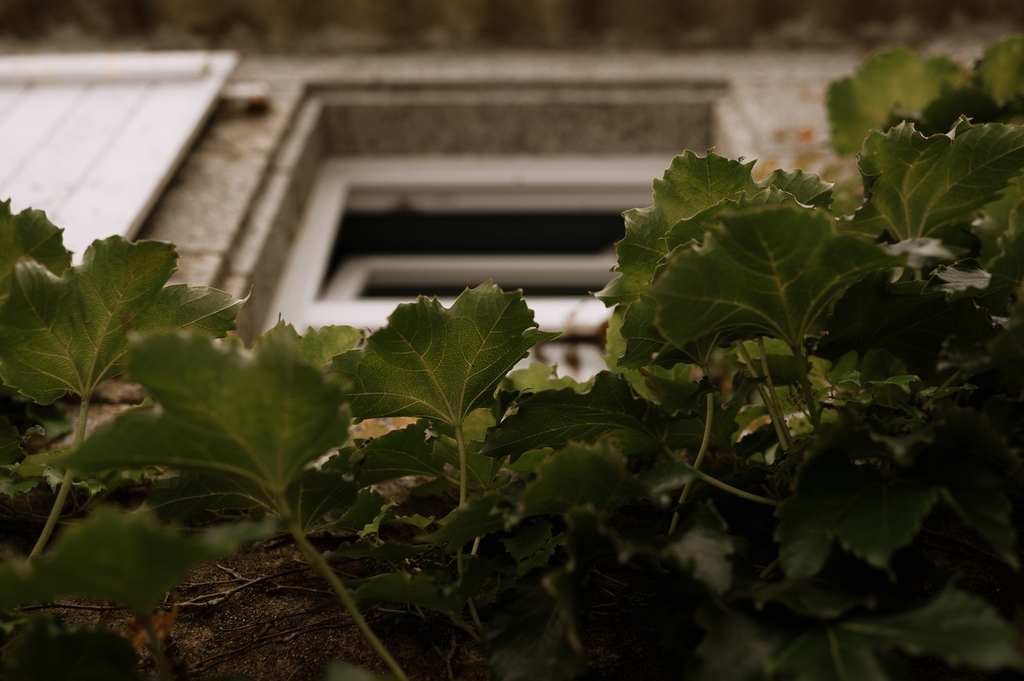 moinardiere vigne fenêtre maison