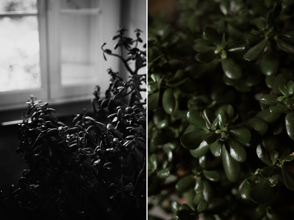 plantes vertes contre-jour fenêtre