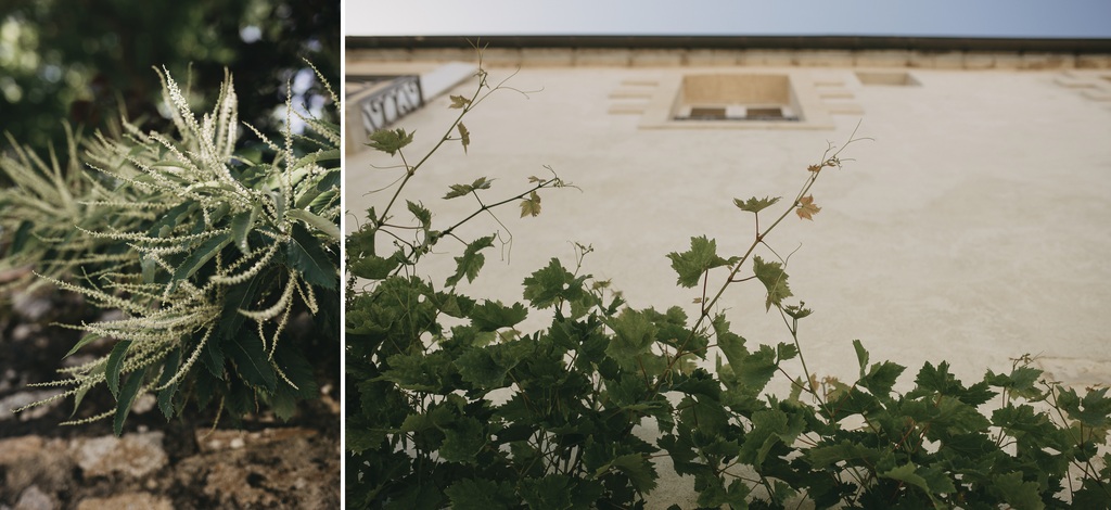 plantes ruelles Noirmoutier vigne fenêtre ciel bleu