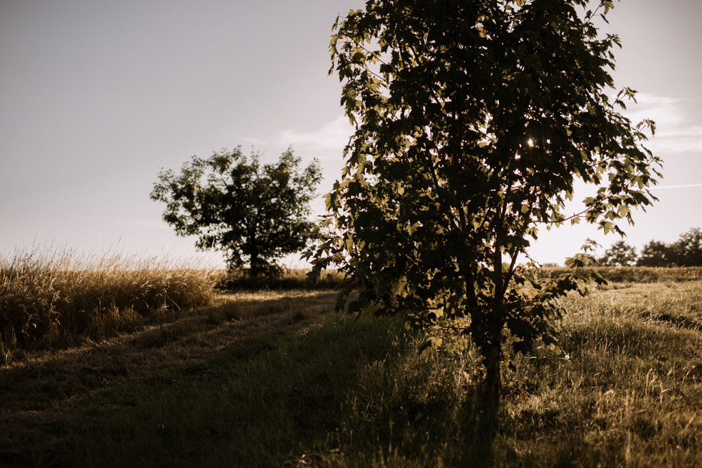 arbres campagne champ contre-jour