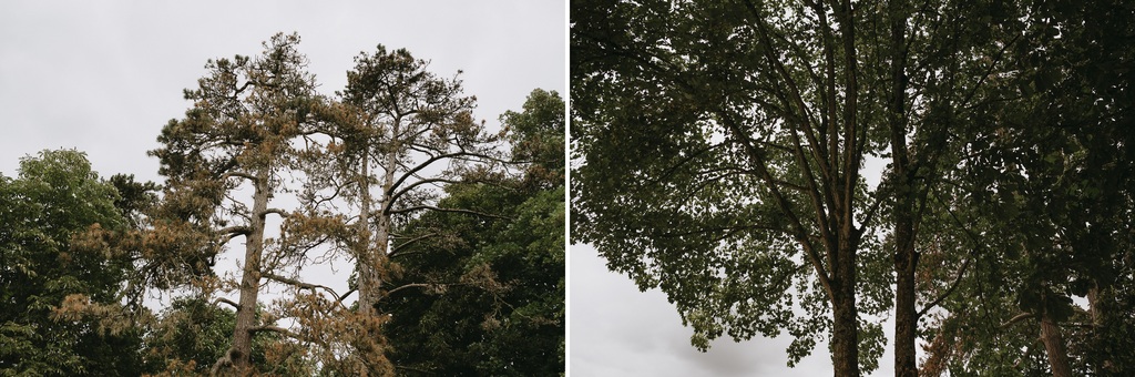 arbres mariage ciel nuagueux