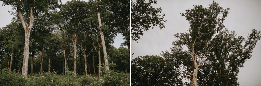 arbres forêt de Mervent Vendée Fontenay-le-Comte