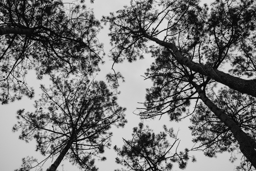 pins arbres dune forêt Assérac Loire-Atlantique