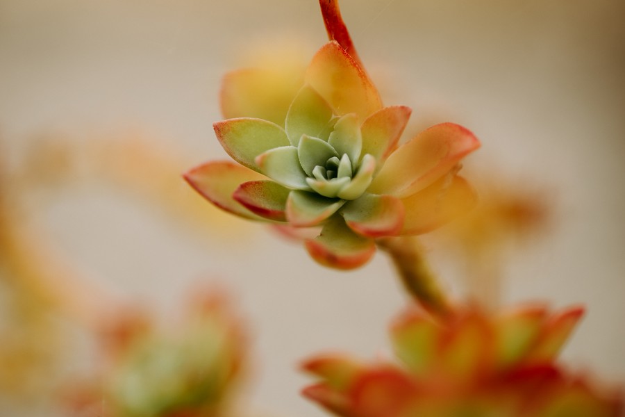 plante succulente macro défi coronavirus confinement covid-19