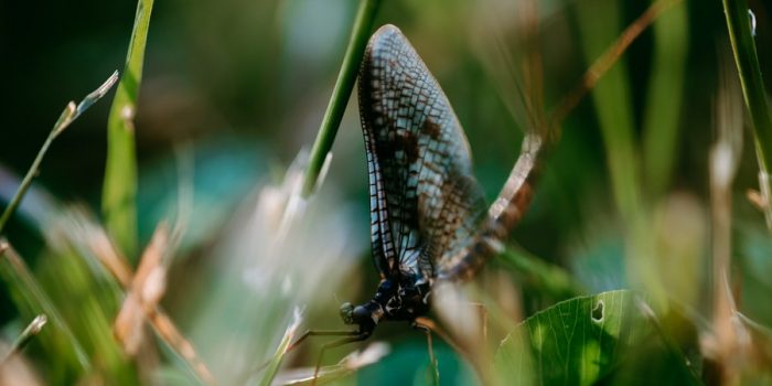 éphéméroptère ailes bleues insecte macro défi coronavirus confinement covid-19