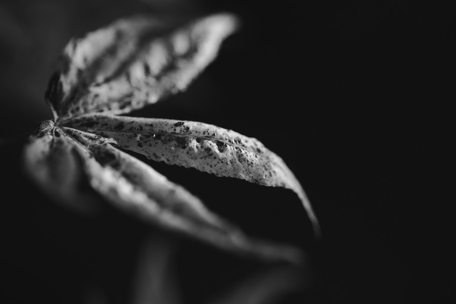 macro feuilles nervures érable japonais ukigumo noir blanc défi coronavirus confinement covid-19