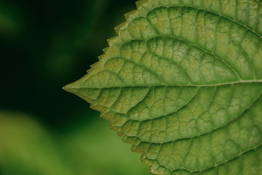 macro nervures vert hortensia défi coronavirus confinement covid-19