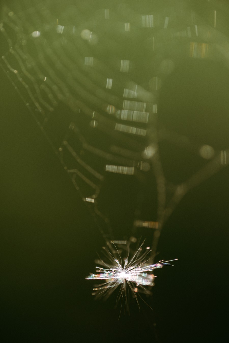 pollen pissenlit toile araignée contre-jour défi coronavirus confinement covid-19