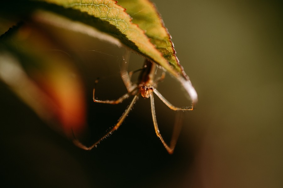 araignée macro défi coronavirus confinement covid-19