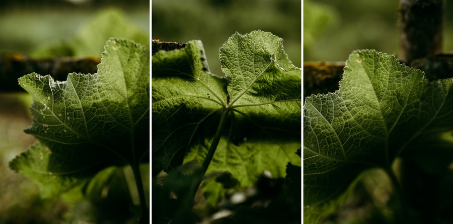 ombre lumière feuille plante rose trémière défi confinement