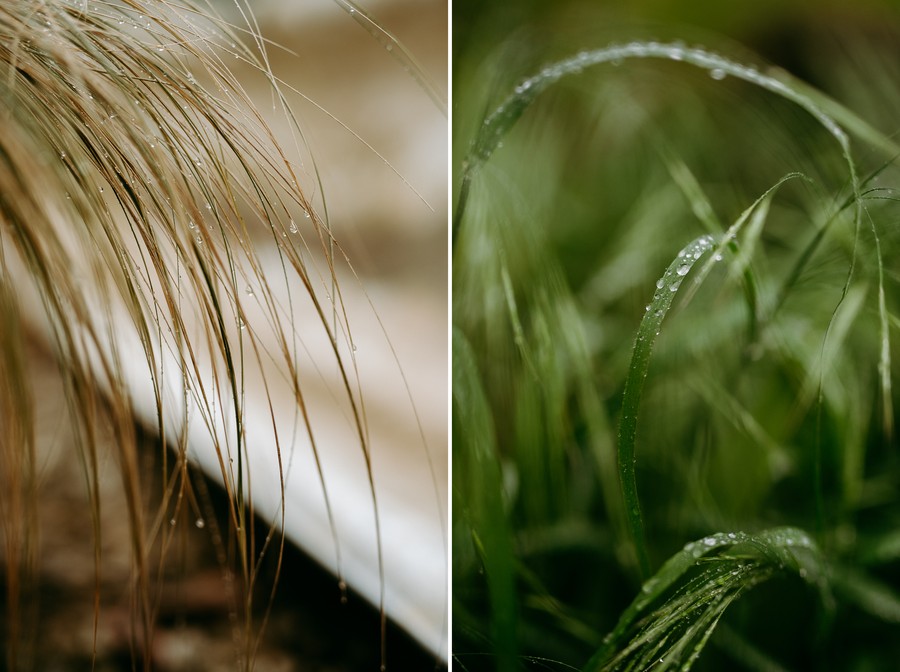 pluie gouttes stipa herbe mouillée verte courbes défi coronavirus confinement covid-19