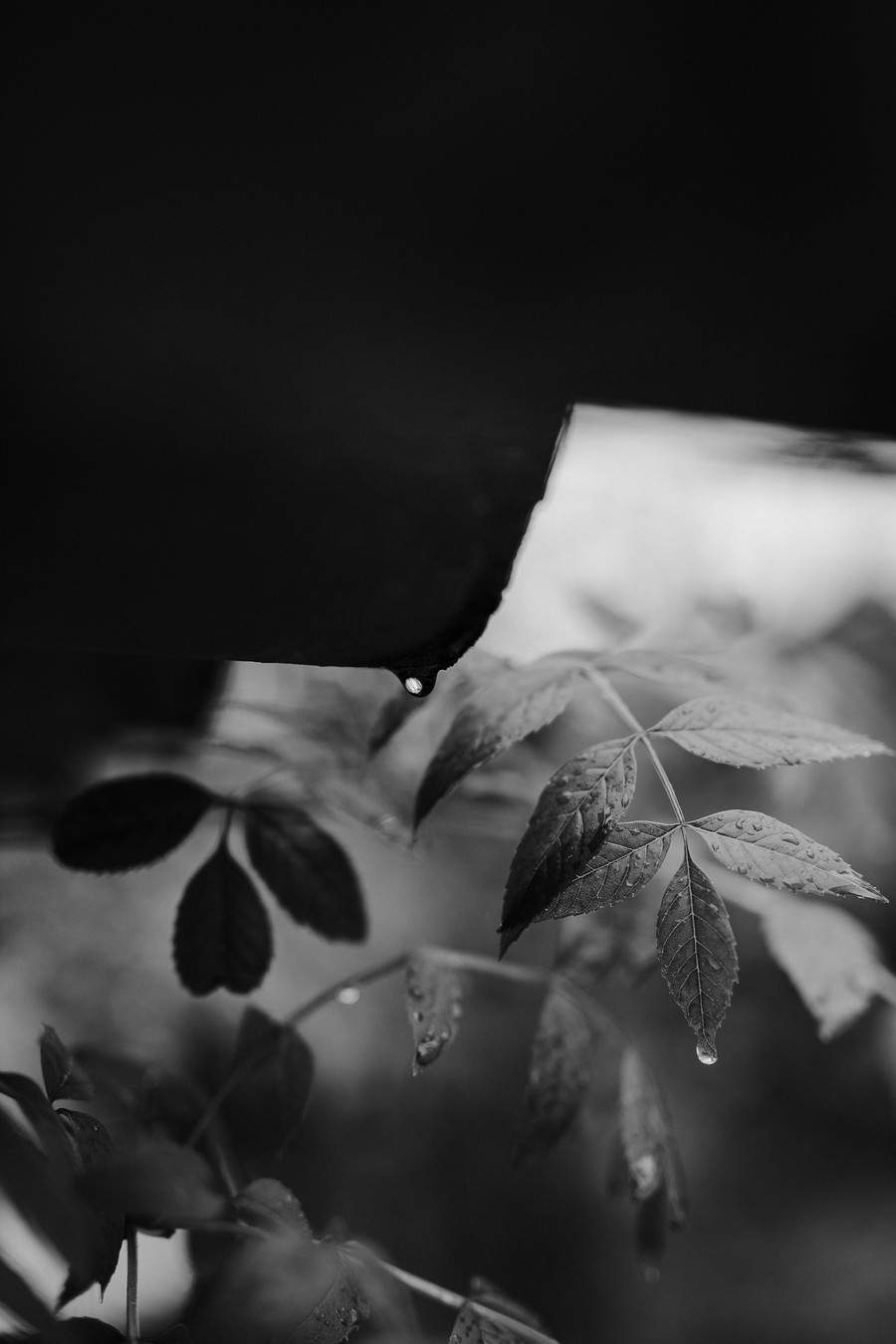 goutte pluie tuile toit contraste feuille frêne noir et blanc défi coronavirus confinement covid-19