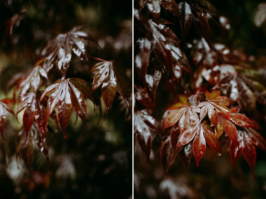 feuilles mouillées pluie érables japonais blood good défi coronavirus confinement covid-19