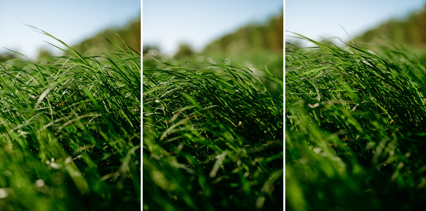 Vent Herbes Pré Vert Ciel Photographie Confinement Défi