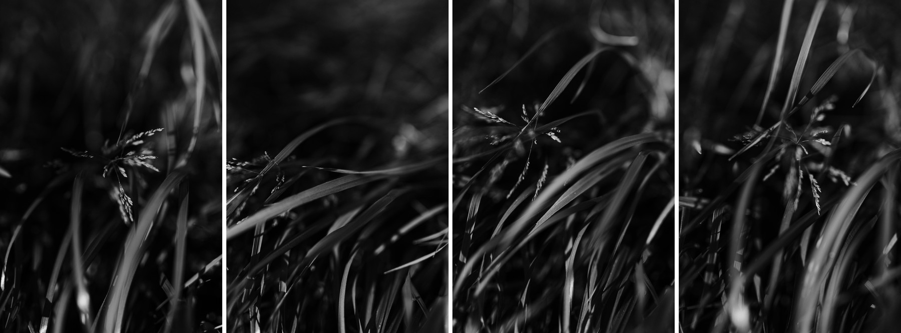 Vent Herbes Pré Noir et blanc Photographie Confinement Défi