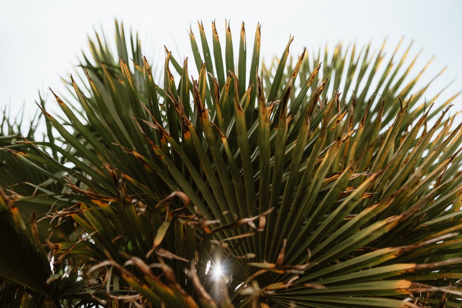palmier trachycarpus soleil contre-jour