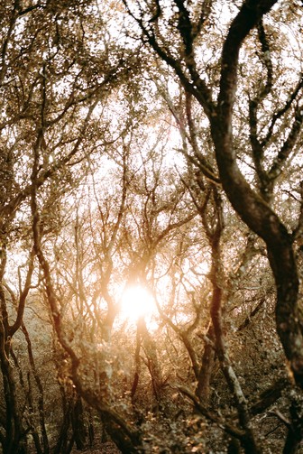 coucher soleil à travers arbres chênes verts